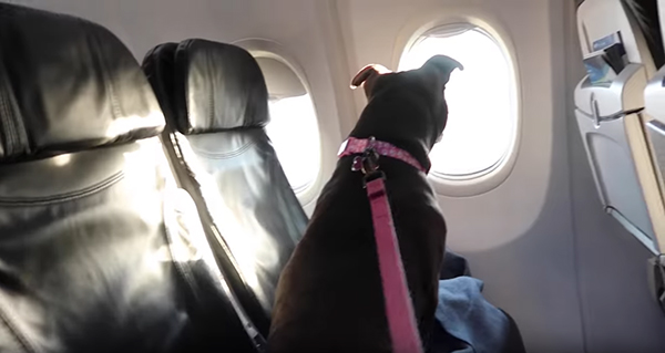 С собакой за границу на самолете