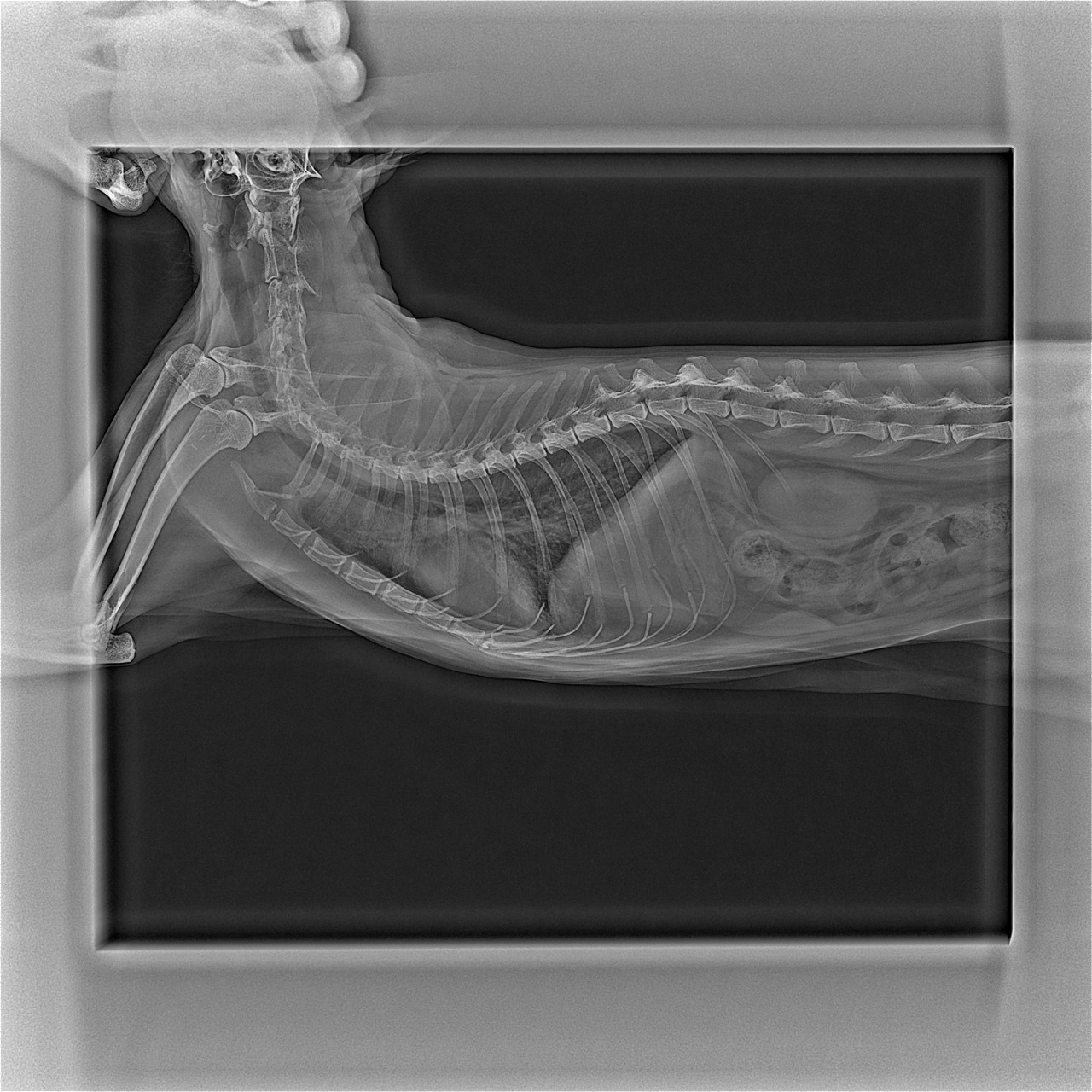 Astel RFA-1717 MC Wi-Fi
