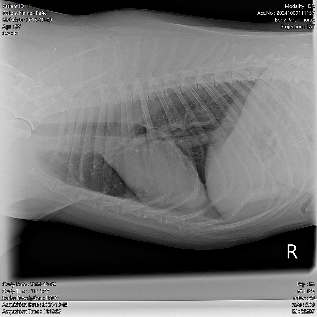 Sedecal Minimal Vet-X