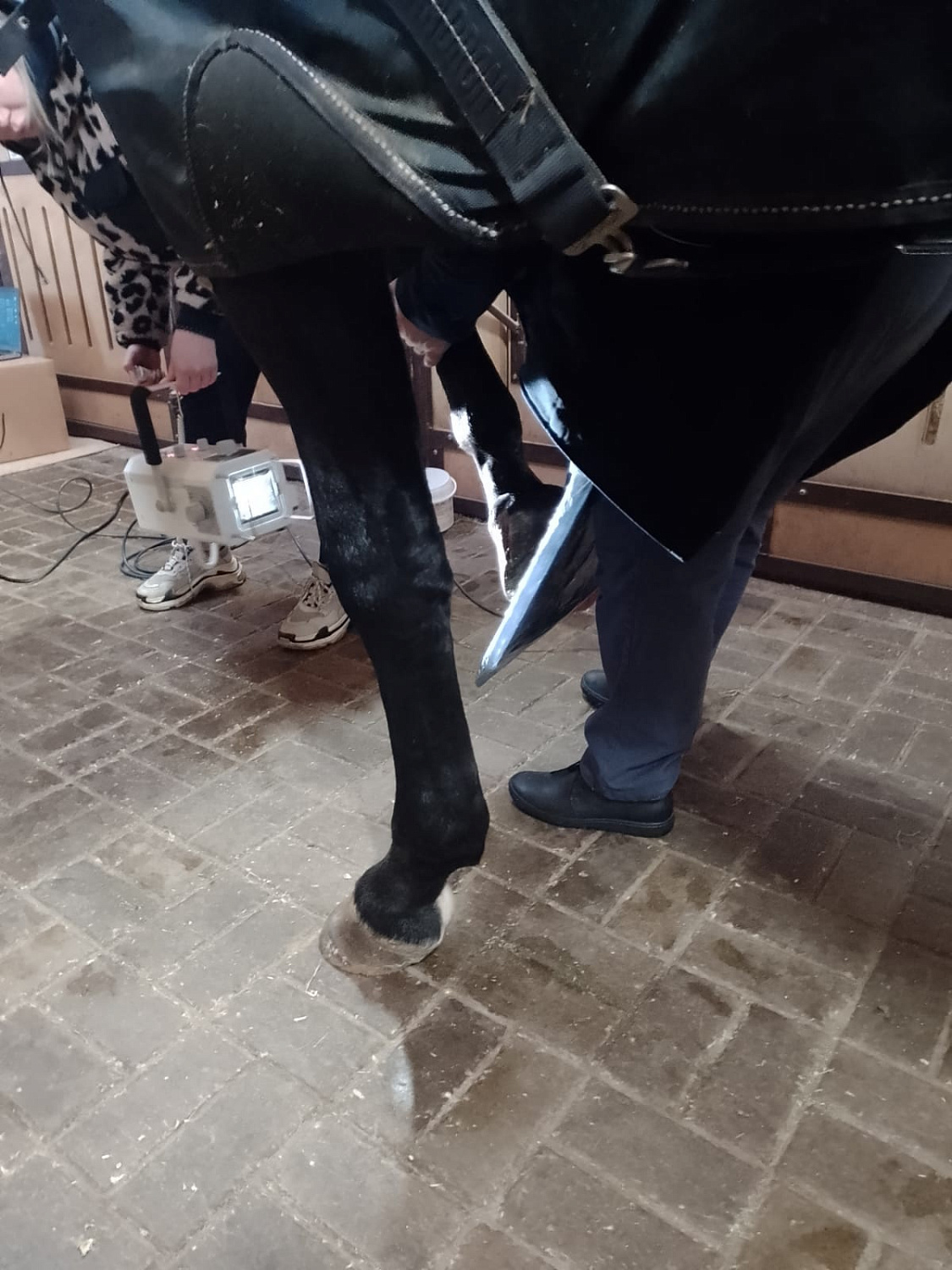 Использование рентген-аппарата Porta 100HF в конюшне.