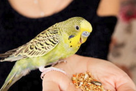 Кормовые добавки для попугаев