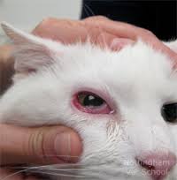 Виды заболеваний глаз у кошек
